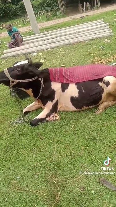 গরমে গরুটার কি অবস্থা হলো Cow Bull গরুর Ox গরুমোটাতাজাকরন কোররনী