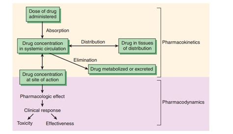 Pharmacokinetics Pharmacodynamics Rational Dosing The Time Course