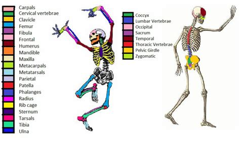 Bones Human Body Systems