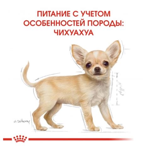 Сухой корм Royal Canin Chihuahua Puppy для щенков породы чихуахуа от 2 ...