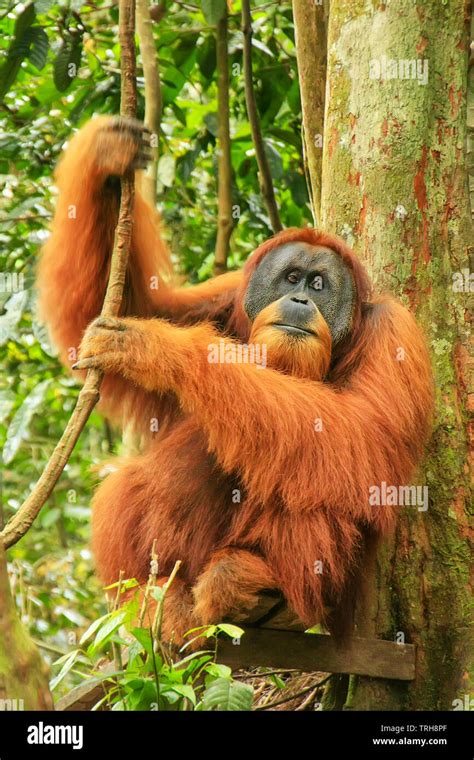 Male Sumatran Orangutan Pongo Abelii Sitting In A Tree In Gunung