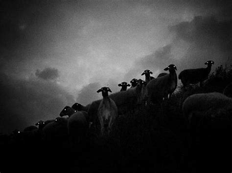 Sheep At Night Look Terrifying Sheep Night Looks Night