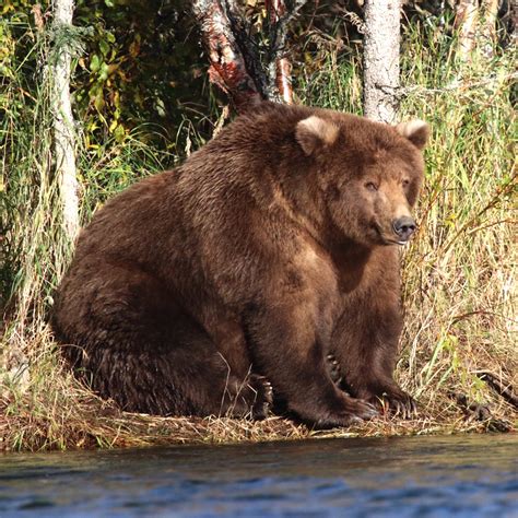 There Is Technically One Fattest Bear. We Love 'Em All.