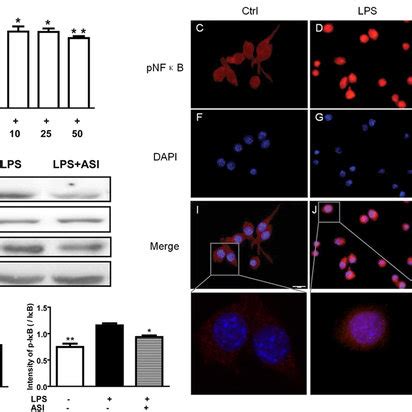 Asi Prevented Nf B Activation In Lps Stimulated Bv Cells A Asi