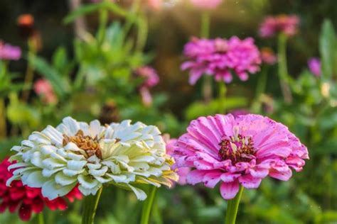 90+ Cosmos Flower Garden Cosmos Ornamental Garden Gardening Stock Photos, Pictures & Royalty ...