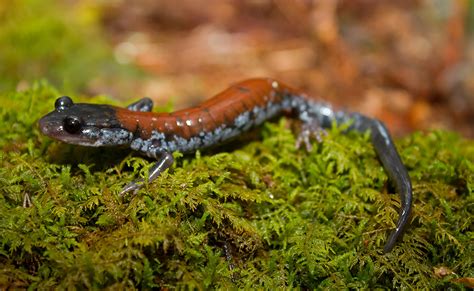 Lungless Salamanders, Shrinking Habitat