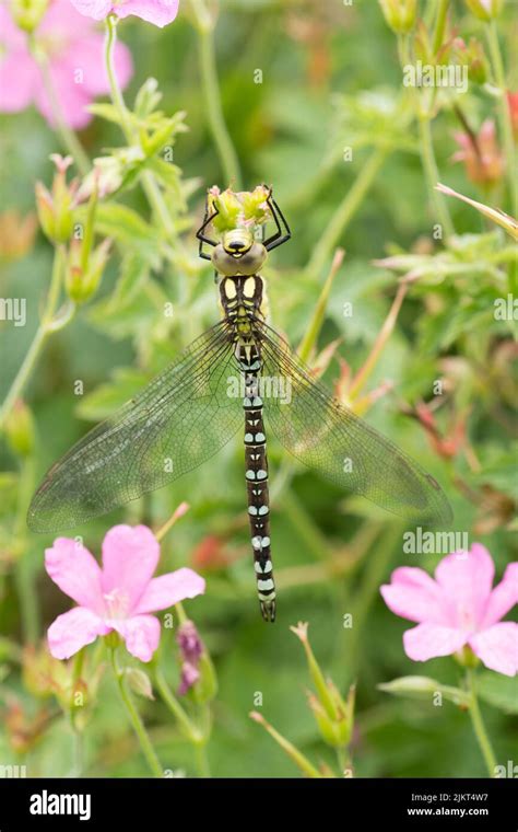 Southern Hawker Dragonfly Aeshna Cyanea Immature Male In Garden On