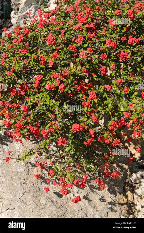 Corona de espinas Euphorbia milii var splendens Fotografía de stock