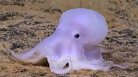 Scientists Discover ‘friendly Cartoon Ghost Octopod In Deep Ocean Off