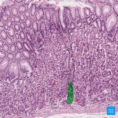 Histologia Do Sistema Digestivo Kenhub