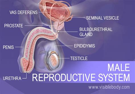 Essential Organs Of Male Reproductive System Male Reproductive System