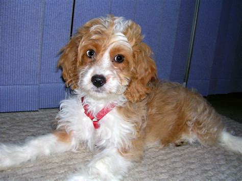 Cocker Spaniel Poodle Mix - Cockapoo | Shop for your Cause