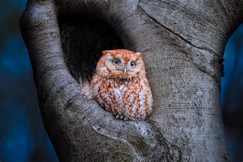 Eastern Screech Owl Red Morph Photograph By Max Wang Pixels