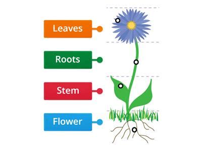 Parts Of A Plants Recursos De Ensino