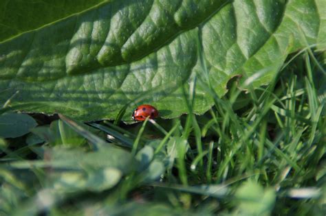 Coccinelle Feuille La Nature Photo Gratuite Sur Pixabay Pixabay