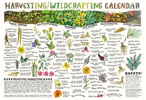 Harvesting And Wildcrafting Calendar Etsy Herbs Herbalism Wildcrafting