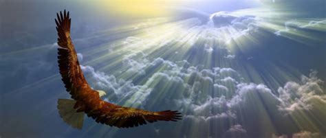 Eagle Flying Sunset Stock Photos, Pictures & Royalty-Free Images - iStock