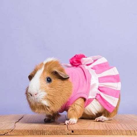 Guinea pig costumes