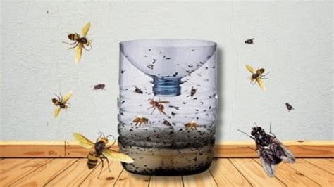 How to Make an Effective Hornet and Fly Trap