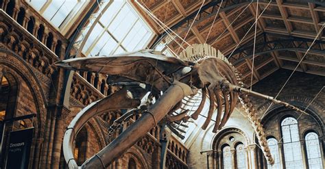 Natural History Museum Interior with Suspended Whale Skeleton · Free ...