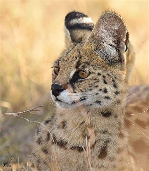 89 Best Maasai Mara Images On Pholder Wildlifephotography Nature Is
