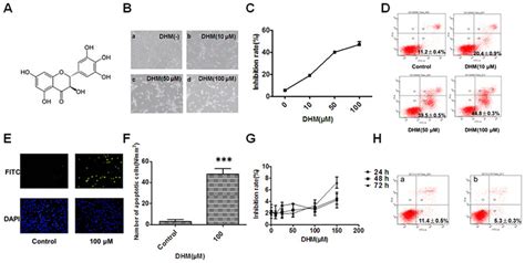 Dhm Inhibits Cell Proliferation And Promotes Cell Apoptosis A The Download Scientific