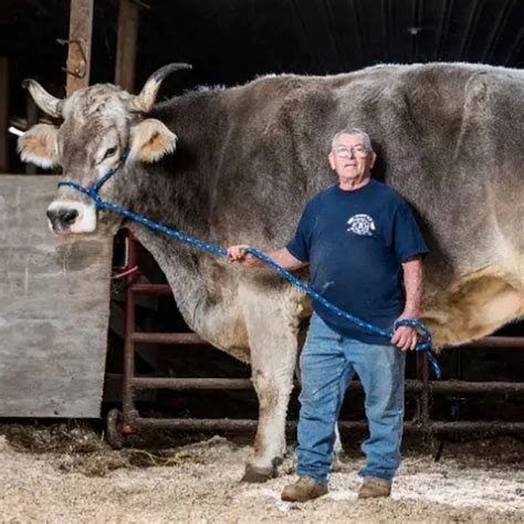 The Tallest Cow In The World