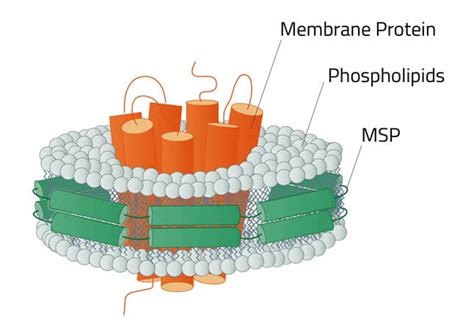 Kit De Montaje Nanodisc Msp1d1 Dh5 His Popc Cidsa