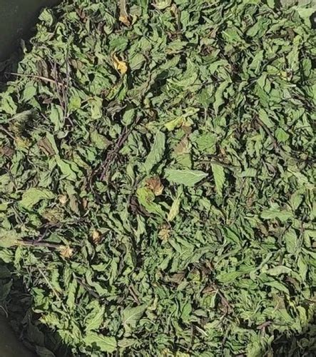 100 Organic Natural Green Pudina Patta Mint Leaves At Best Price In