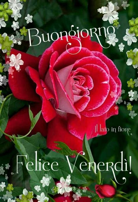 Immagini Buon Venerd Whatsapp Buongiorno Immagini It