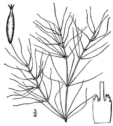 NameThatPlant.net: Najas gracillima