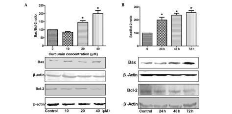 Curcumin Triggers Apoptosis Via Upregulation Of Bax Bcl 2 Ratio And