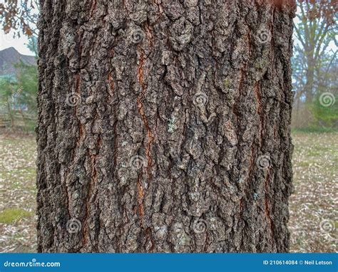 Tree Identification. Tree Size. Sawtooth Oak. Quercus Acutissima ...