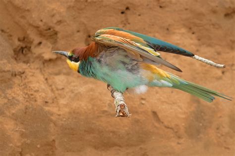 European Bee-eaters in Spain » Focusing on Wildlife