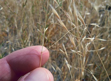 Ventenata Dubia North Africa Grass Cabi Compendium