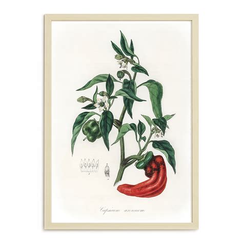 Plakat A Do Kuchni Papryka Botaniczny Obraz Retro Cena Opinie