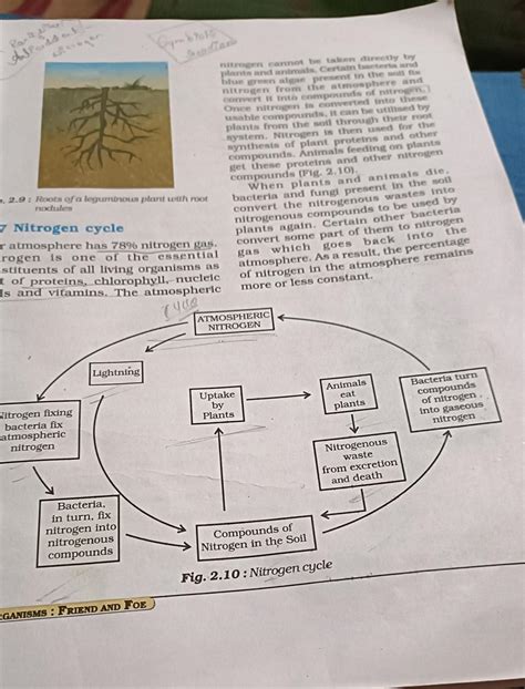 Nitrogen Cycle Explain In Short And Make Me Some Answer That Come