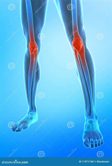 Menschliches Knie Stock Abbildung Illustration Von Rippen