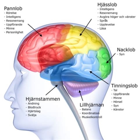 Instuderingsfrågor tenta 2 om112a Flashcards Quizlet