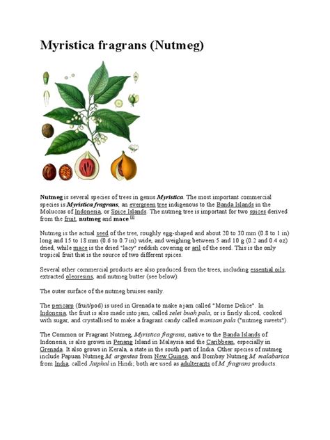 Myristica Fragrans Nutmeg Asian Cuisine