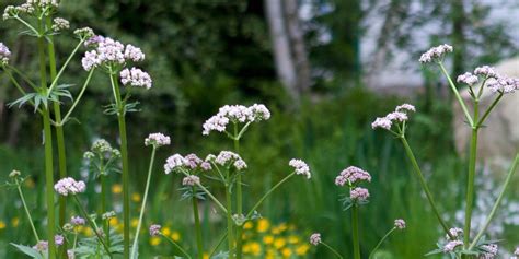 11 Intriguing Facts About Valerian - Facts.net
