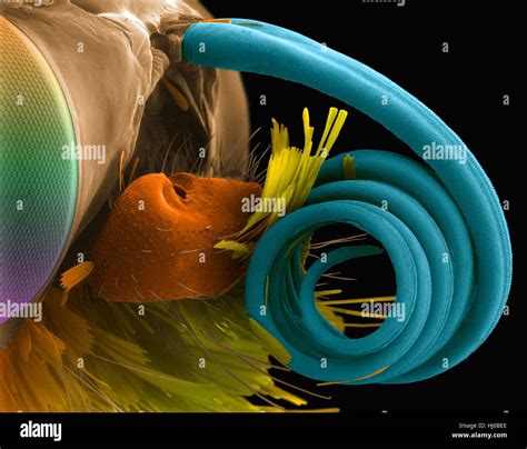 Moth Proboscis Coloured Scanning Electron Hi Res Stock Photography And