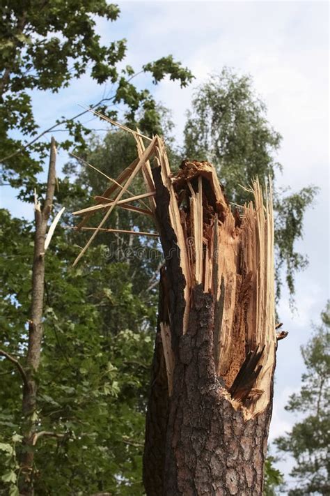 Tree Broken After Hurricane Storm Fallen Tree After A Storm Stock Image