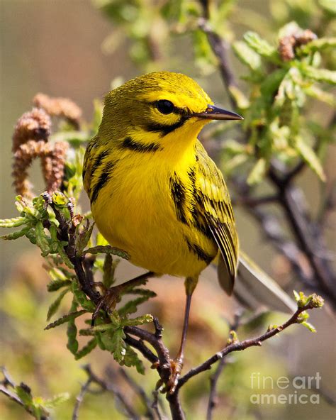 Prairie Warbler Photograph By Lloyd Alexander Pictures For A Cause Pixels