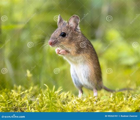 Erect Standing Wood Mouse In Green Surroundings Stock Image Image Of