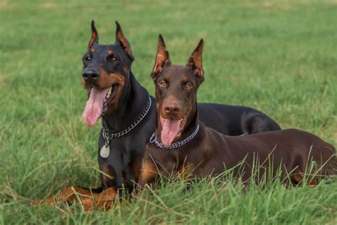 Doberman Colors With Pictures Common Rare Colors