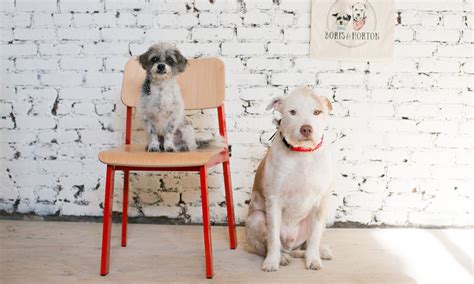 Boris And Horton Is Nycs First Dog Cafe Opening This Month Genius