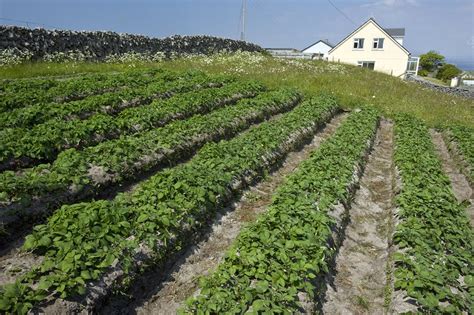 Potatoes Growing In Lazy Beds Stock Image C008 4644 Science Photo