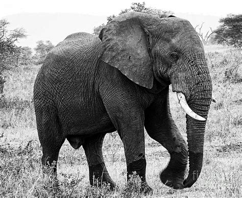 Beautiful Elephant Black And White 7 Photograph By Boon Mee