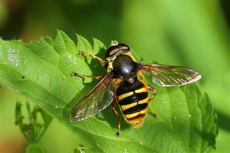 Sericomyia Silentis A Male June 2023 Fovslet Forest Kol Flickr